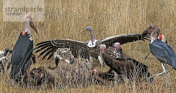 Weißrückengeier (gyps africanus)  Ruppellgeier  gyps rueppelli  Lappengeier (torgos tracheliotus)  Marabu (leptoptilos crumeniferus) Storch  Gruppe beim Fressen eines Kadavers  Masai Mara Park in Kenia