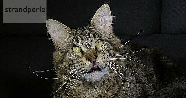 Braun gestromte Maine Coon Hauskatze  Portrait eines Katers vor schwarzem Hintergrund  Normandie in Frankreich