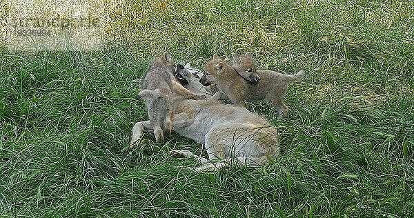 Polarwolf (canis lupus tundrarum)  Mutter spielt mit Jungtier