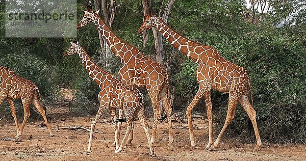 Masaigiraffe (giraffa camelopardalis tippelskirchi)  Gruppe stehend in Savanne  Masai Mara Park in Kenia