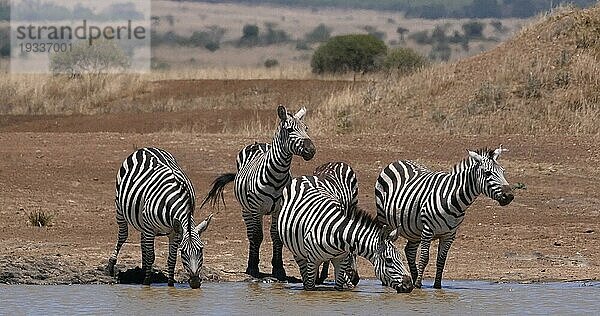 Grant's Zebra (equus burchelli) boehmi  Herde am Wasserloch  Nairobi Park in Kenia