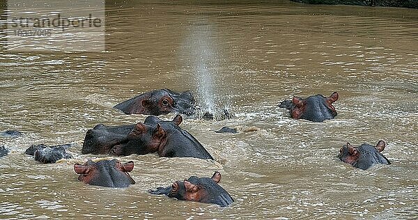 Nilpferd (hippopotamus amphibius)  Gruppe im Fluss stehend  Masai Mara Park in Kenia