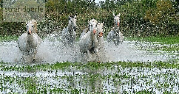 Camargue Pferd  Herde trabend oder galoppierend durch Sumpf  Saintes Marie de la Mer in der Camargue  in Südfrankreich