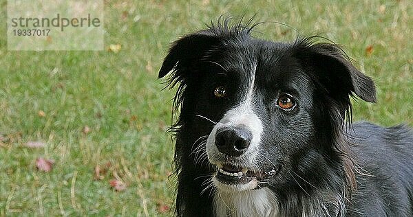 Border Collie Hund auf Gras  Portrait eines Rüden