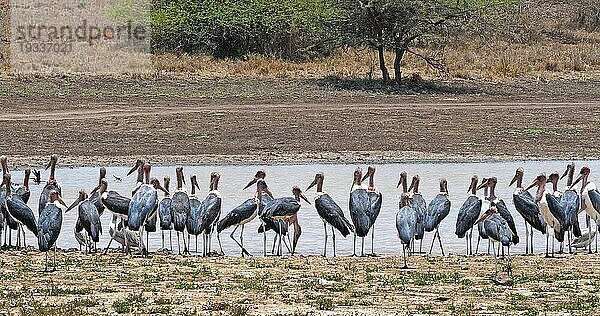 Marabu (leptoptilos crumeniferus)  Gruppe in der Nähe des Wassers  Nairobi Park in Kenia