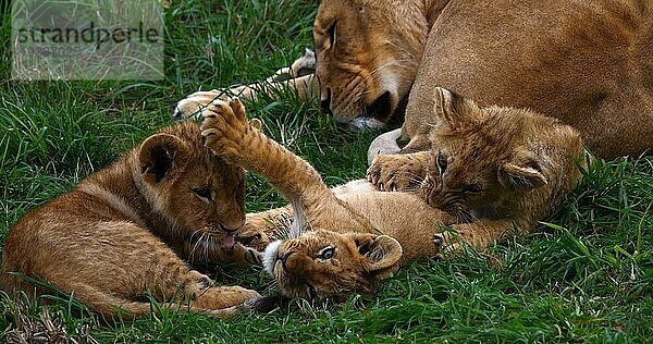 Afrikanischer Löwe (panthera leo)  Mutter und Jungtier