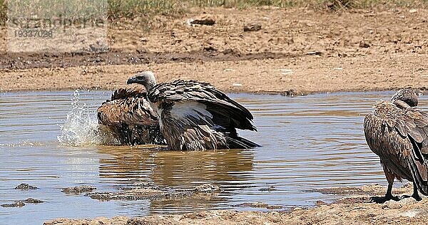 Afrikanischer Weißrückengeier (gyps africanus)  Gruppe im Wasser stehend  beim Baden  Nairobi Park in Kenia