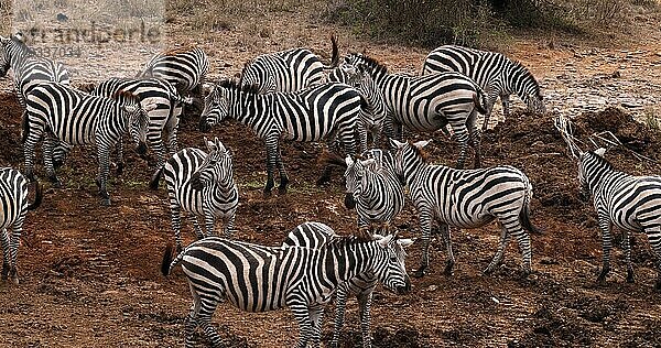 Grant's Zebra (equus burchelli) boehmi  Herde im Nairobi Park in Kenia