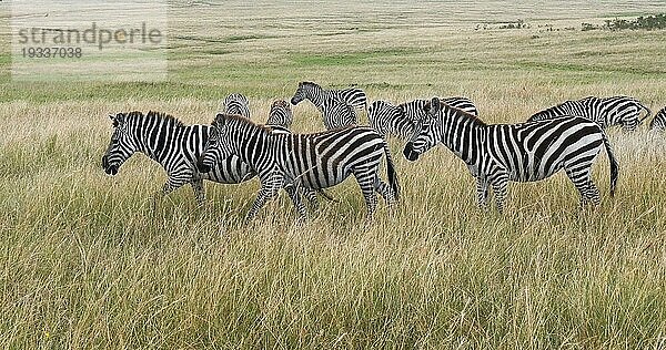 Grant's Zebra (equus burchelli) boehmi  Herde wandert durch Savanne  Masai Mara Park in Kenia