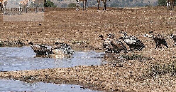 Eigentliche Kuhantilope (alcelaphus buselaphus)  Herde am Wasserloch stehend  und Afrikanischer Weißrückengeier (gyps africanus)  Nairobi Park in Kenia