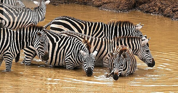 Grant's Zebra (equus burchelli) boehmi  Herde am Wasserloch  Nairobi Park in Kenia