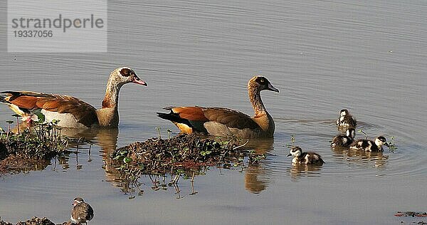 Nilgans (alopochen aegyptiacus)  Männchen mit Weibchen und Gänseküken  Masai Mara Park in Kenia