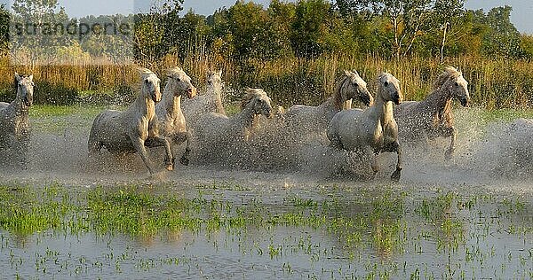 Camargue Pferd  Herde trabend oder galoppierend durch Sumpf  Saintes Marie de la Mer in der Camargue  in Südfrankreich