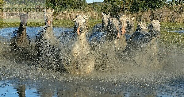 Camargue Pferd  Herde trabend oder galoppierend durch Sumpf  Saintes Marie de la Mer in der Camargue  in Südfrankreich