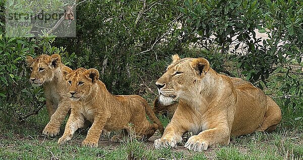 Afrikanischer Löwe (Panthera leo)  Mutter und Jungtiere  Masai Mara Park in Kenia