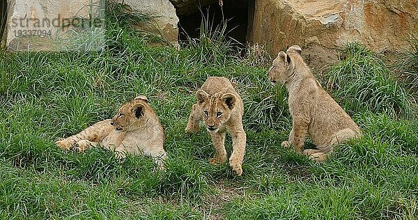 Afrikanischer Löwe (panthera leo)  spielendes Jungtier