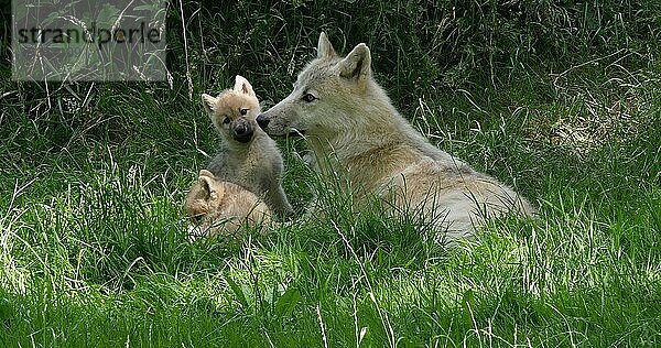 Polarwolf (canis lupus tundrarum)  Mutter spielt mit Jungtier