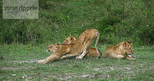 Afrikanischer Löwe (panthera leo)  Jungtiere  Masai Mara Park in Kenia