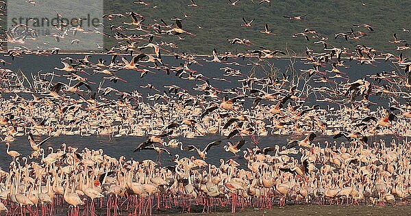 Zwergflamingo (phoenicopterus minor)  Gruppe im Flug  Kolonie am Bogoriasee in Kenia