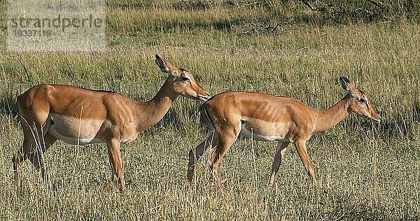 Impala (aepyceros) melampus  Herde von Weibchen  Masai Mara Park in Kenia