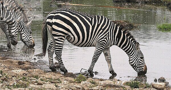 Grant's Zebra (equus burchelli) boehmi  Herde am Wasserloch  Nairobi Park in Kenia