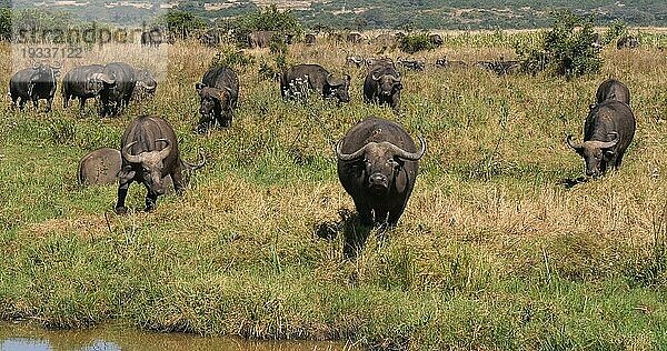 Kaffernbüffel (syncerus caffer)  Gruppe am Wasserloch  Nairobi Park in Kenia