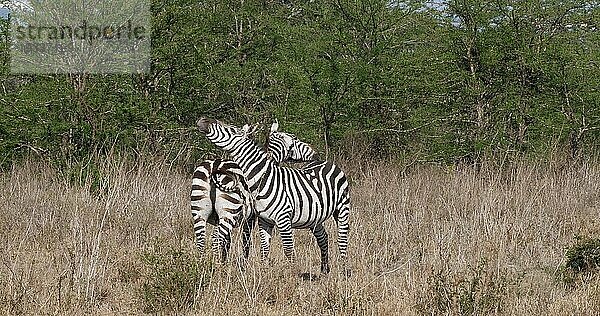 Grant's Zebra (equus burchelli) boehmi  Pflege  Nairobi Park in Kenia