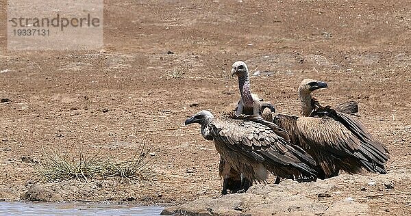 Afrikanischer Weißrückengeier (gyps africanus)  Gruppe beim Sonnenbad  Nairobi Park in Kenia