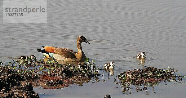 Nilgans (alopochen aegyptiacus)  adult und Gänseküken  Masai Mara Park in Kenia