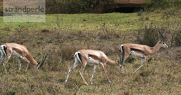 Grant Gazelle (gazella granti)  Gruppe im Nairobi Park in Kenia