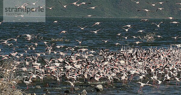 Zwergflamingo (phoenicopterus minor)  Gruppe im Flug  Kolonie am Bogoriasee in Kenia