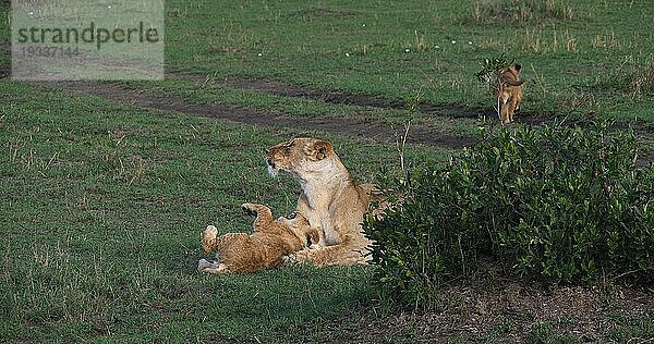 Afrikanischer Löwe (Panthera leo)  Mutter und Jungtier  Masai Mara Park in Kenia