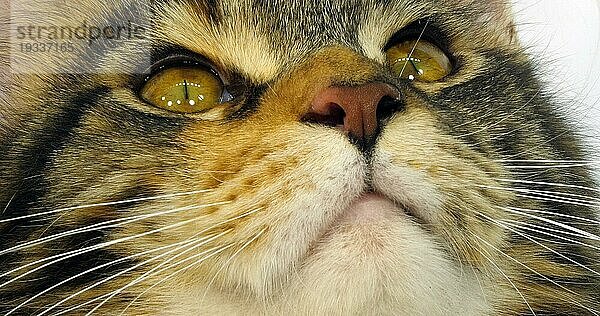 Brown Tortie Blotched Tabby und White Maine Coon Hauskatze  Nahaufnahme des Kopfes der Katze vor weißem Hintergrund  Normandie in Frankreich