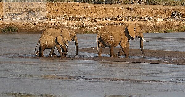 Afrikanischer Elefant (loxodonta africana)  Gruppe überquert Fluss  Samburu Park in Kenia