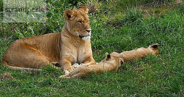 Afrikanischer Löwe (panthera leo)  Mutter und Jungtier