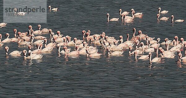 Zwergflamingo (phoenicopterus minor)  Kolonie am Bogoriasee in Kenia