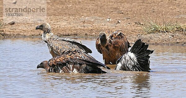 Afrikanischer Weißrückengeier (gyps africanus)  Gruppe im Wasser stehend  beim Baden  Nairobi Park in Kenia