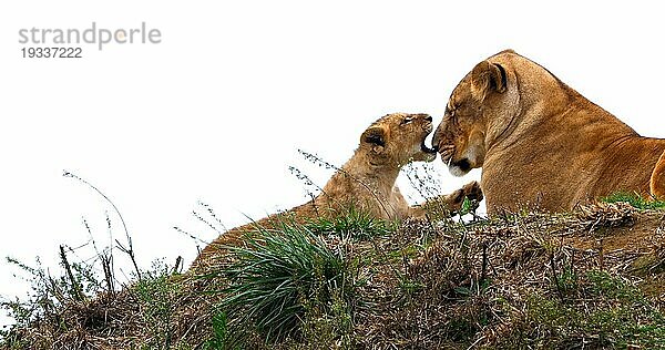 Afrikanischer Löwe (panthera leo)  Mutter und Jungtier