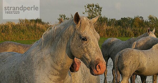 Camarguepferd Herde im Sumpf stehend  Saintes Marie de la Mer in der Camargue  in Südfrankreich