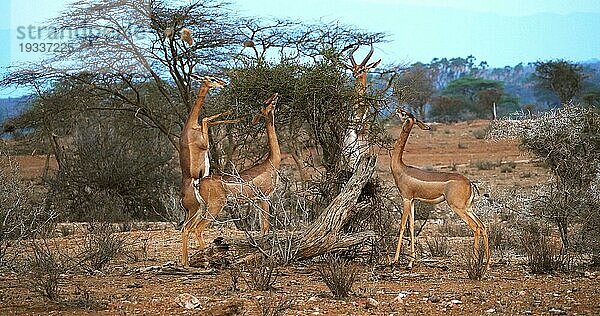 Gerenuk (litocranius walleri) oder Gerenuk  Weibchen steht auf den Hinterbeinen und frisst Akazienblätter  Samburu Park in Kenia