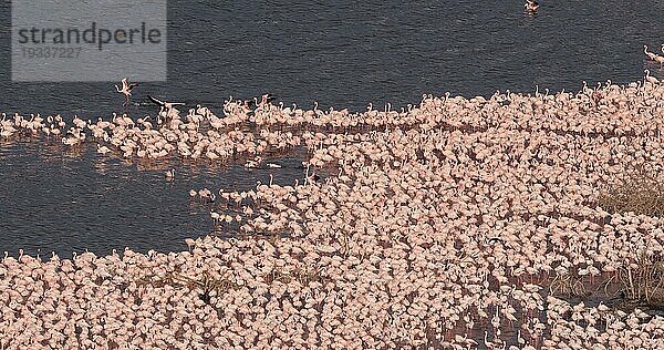 Zwergflamingo (phoenicopterus minor)  Kolonie am Bogoriasee in Kenia