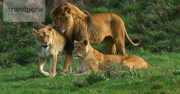 Afrikanischer Löwe (panthera leo)  Gruppe mit einem Männchen und einem Weibchen