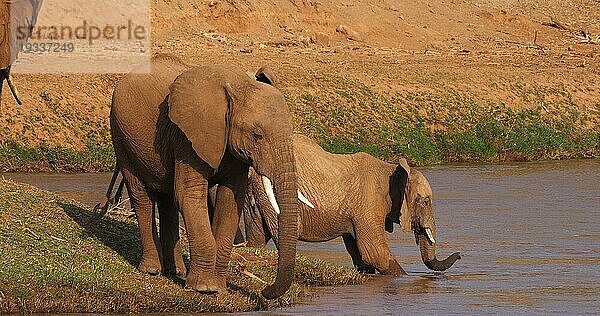 Afrikanischer Elefant (loxodonta africana)  Gruppe überquert Fluss  Samburu Park in Kenia