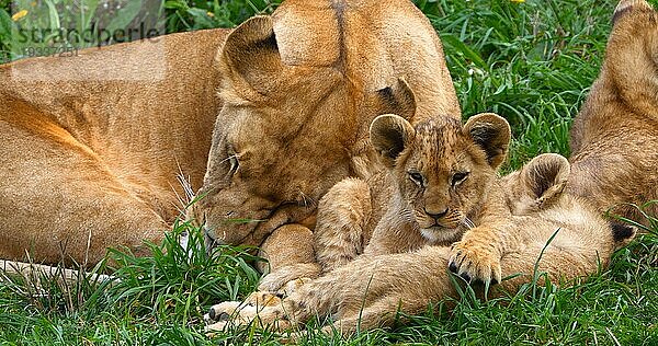 Afrikanischer Löwe (panthera leo)  Mutter und Jungtier