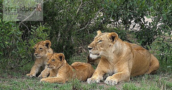 Afrikanischer Löwe (Panthera leo)  Mutter und Jungtiere  Masai Mara Park in Kenia