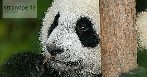 Großer Panda (ailuropoda melanoleuca)  Porträt eines erwachsenen Tieres  Zoo Beauval in Frankreich