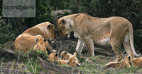 Afrikanischer Löwe (Panthera leo)  Mutter und Jungtier  Masai Mara Park in Kenia