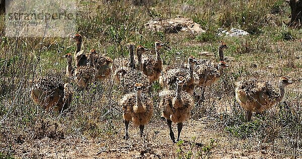 Afrikanischer Strauß (struthio camelus)  Küken wandern durch die Savanne  Nairobi National Park in Kenia