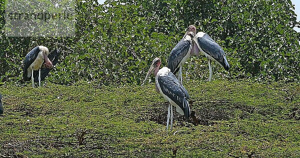 Marabu-Storch (leptoptilos crumeniferus)  Nairobi Park in Kenia