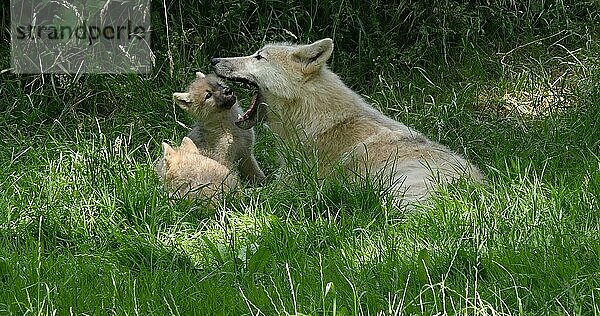 Polarwolf (canis lupus tundrarum)  Mutter spielt mit Jungtier